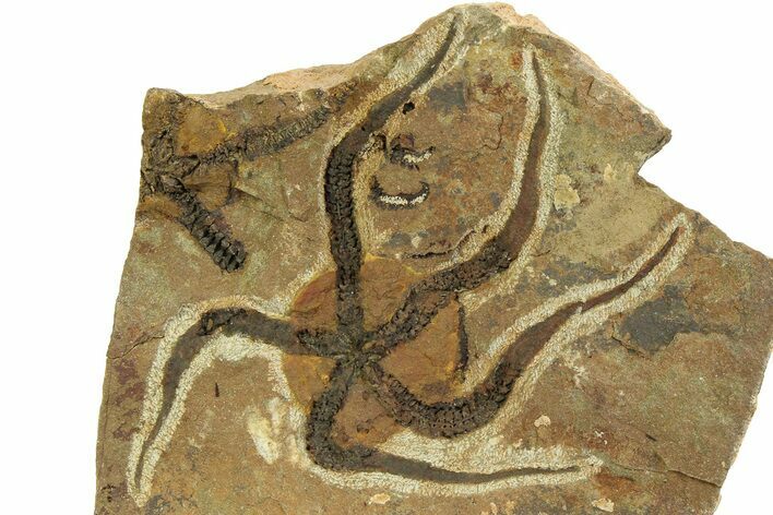 Detailed Ordovician Brittle Star (Ophiura) - Morocco #350638